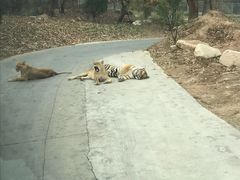 -西安秦岭野生动物园