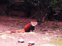 景点-成都大熊猫繁育研究基地