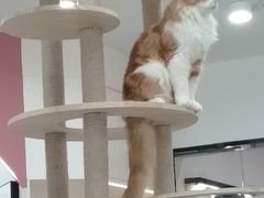 -喵园·猫主题咖啡厅·撸猫·猫咖(国贸店)