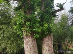 -洛阳白马寺