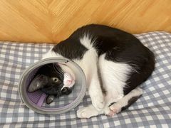 -宠物星动物医院·眼科·异宠·猫科(江南大道总院)