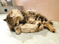 -猫儿山۰猫主题餐厅