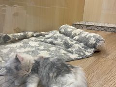 -momokira米努特·德文卷毛猫·棉花面纱犬