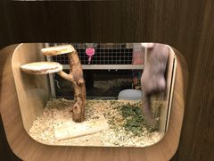 -藦茜花园宠物主题亲子互动体验馆(国顺东路店)