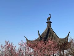 -香雪海