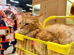 -帕帕拉兹宠物(亚洲旗舰店)