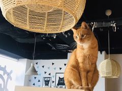 -Cappucimeow猫咪咖啡馆(韦伯时代店)