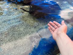 -燕郊烧鸽子(酷车小镇店)