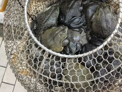 -沙湾姜埋奶(兴新包店)