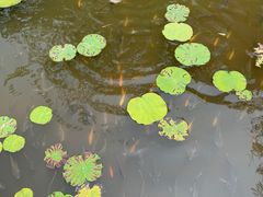 -西双版纳总佛寺