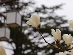 -北京市劳动人民文化宫(太庙)