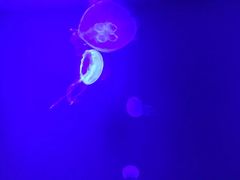 -暹罗海洋世界