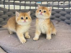 -lincat·猫舍(广州店)