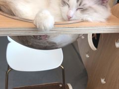 -飞行喵MR PILOT|猫舍·猫咖(静安大融城店)