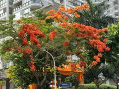 -溪岸路花鸟市场