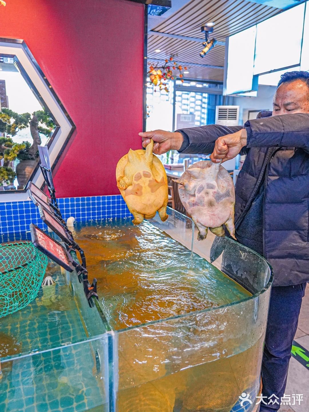 确定不来一顿甲鱼滋补一下嘛！