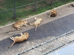 -大连森林动物园