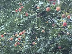 -天目山大树王景区