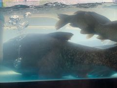 -浔味·山屿湖·正宗淳牌全鱼宴老字号