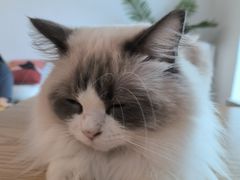 -有喵·猫咖·狗咖·30几只猫10只小狗(岗厦店)