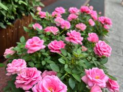 -成都绿洲大酒店(春熙路太古里店)