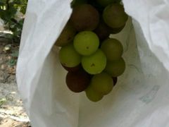 -马陆小张葡萄园农家乐