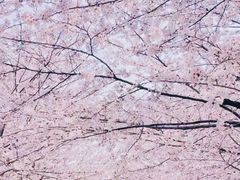 -高东镇樱花园