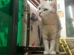 -猫咪博物馆(顶澳仔猫街店)