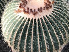 -北京植物园-展览温室