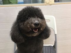 -芭比堂动物医院广州顽皮分院