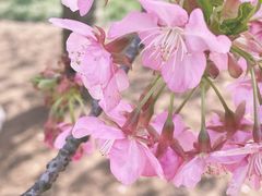 -上海辰山植物园