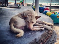 -西涌国际滨海旅游区