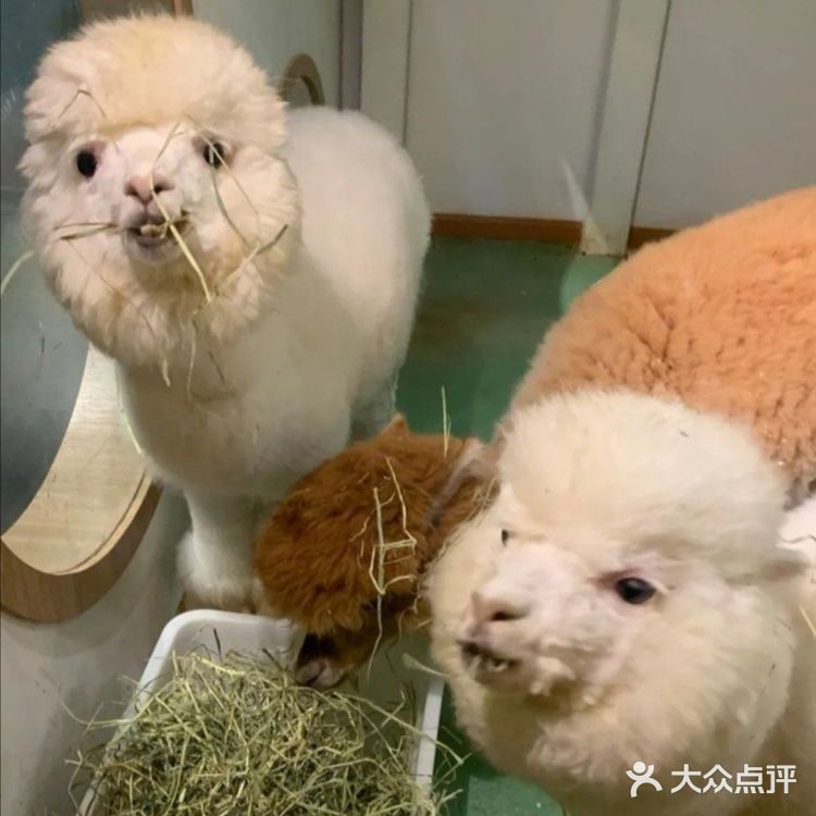 六一带宝宝必打卡去处‖宠物主题亲子体验馆