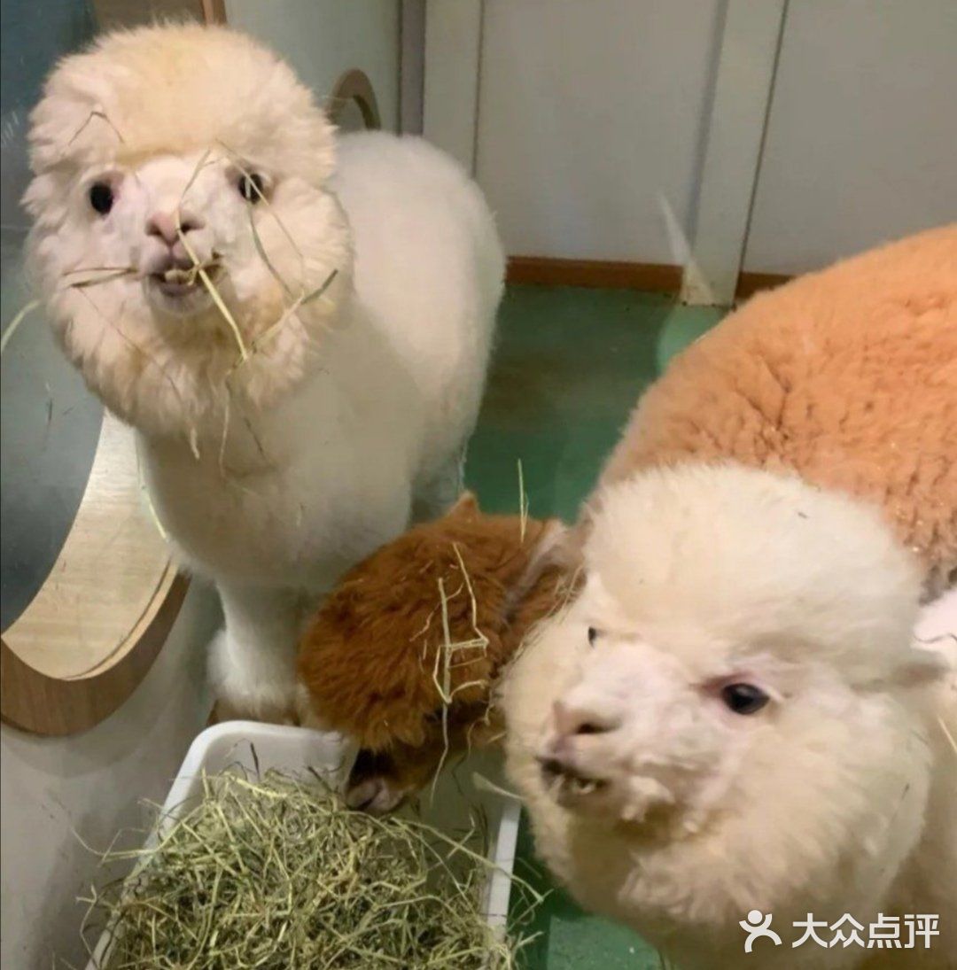 六一带宝宝必打卡去处‖宠物主题亲子体验馆