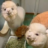 六一带宝宝必打卡去处‖宠物主题亲子体验馆