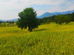 -塔川景区