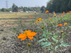 -桤木河湿地公园