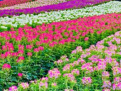 -径山花海
