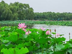 -东郊湿地公园