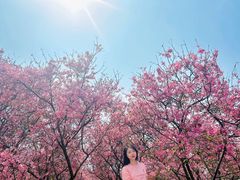 -天适樱花悠乐园