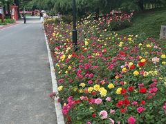-大望京公园