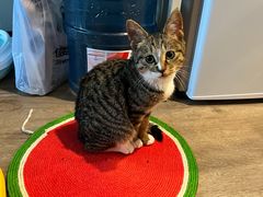 -佳雯宠物医院·皮肤科·内外科(春晓路分院)