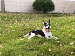 -PETKIT小佩宠物(古北店)