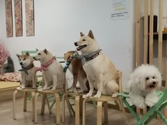 -柴迷FANS CLUB·柴犬狗咖·猫咖