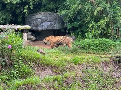 -海南热带野生动植物园