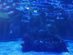 -正佳极地海洋世界