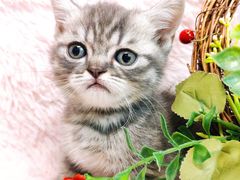 -十年猫舍·猫咪专门店(普陀店)
