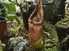 -昆明植物园