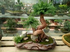 -龙大花卉苗木市场