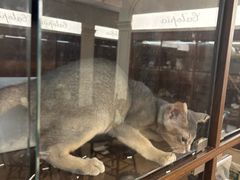 -Apple零售店(西单大悦城店)